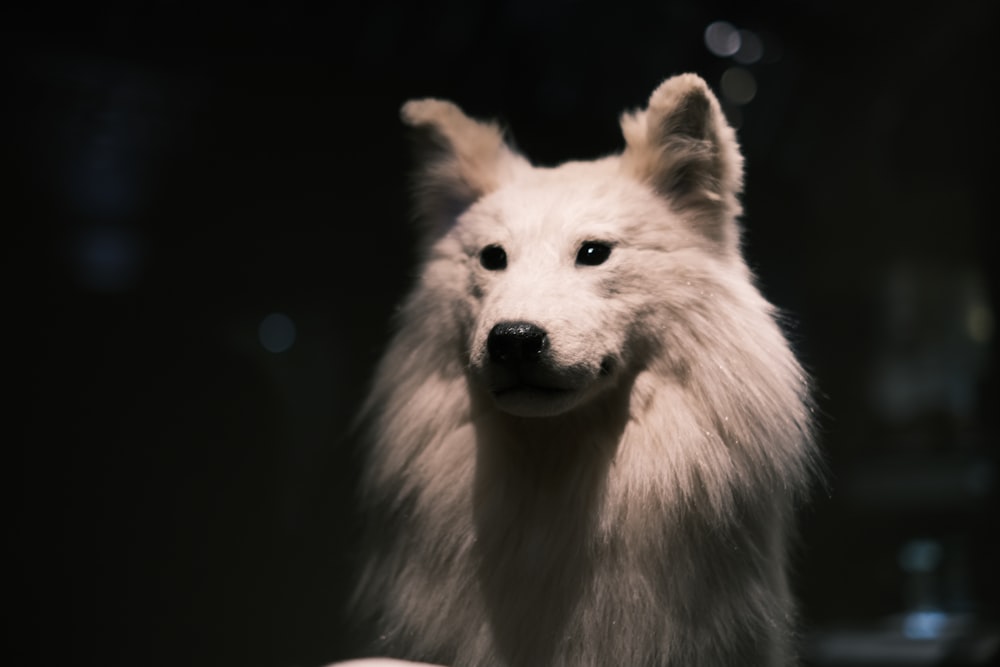 a white dog with a black background