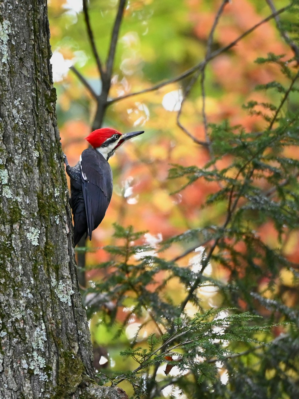 a bird perched on a tree