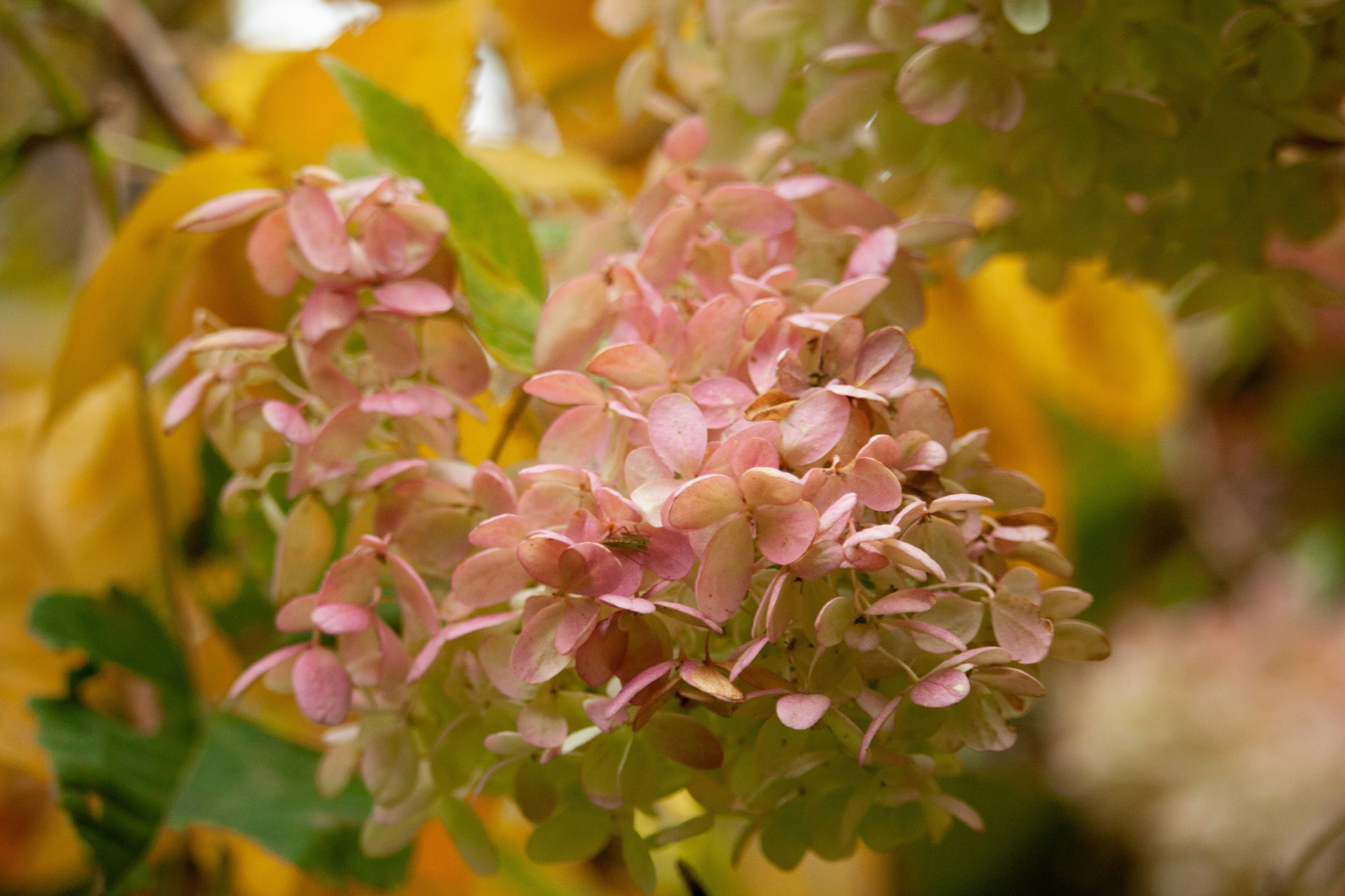 Photo by darwinh_photographer