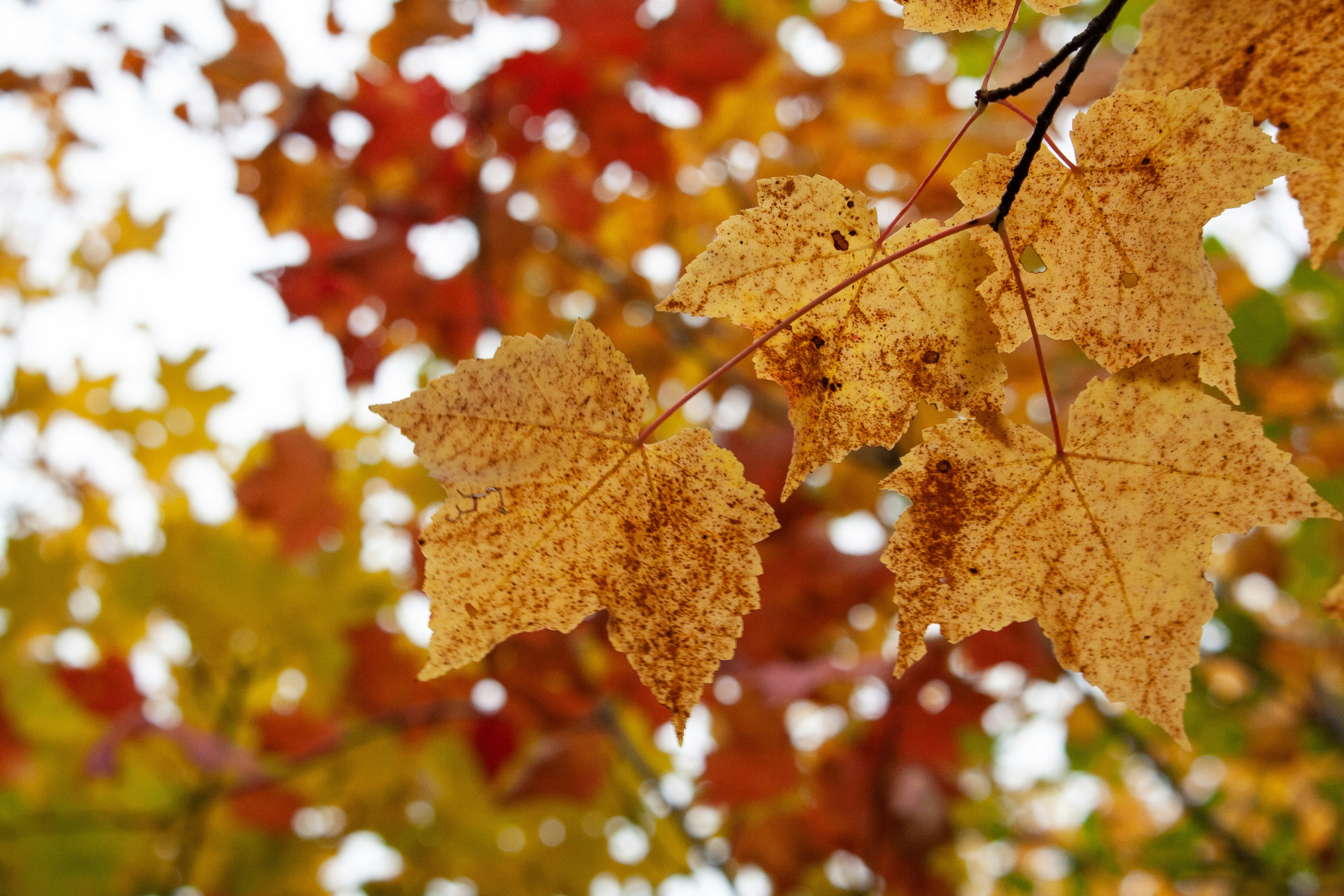 Photo by darwinh_photographer