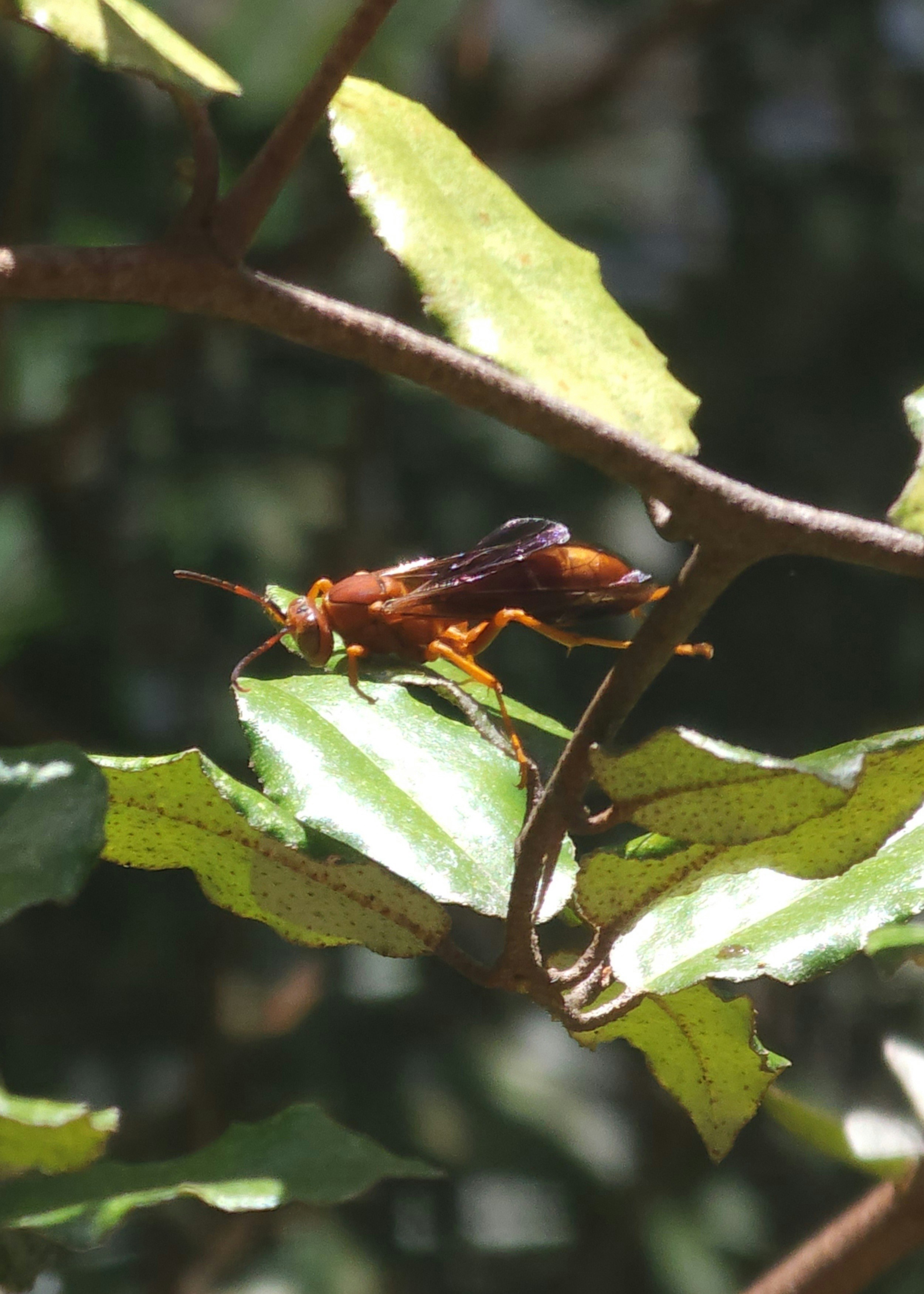 a bug on a leaf