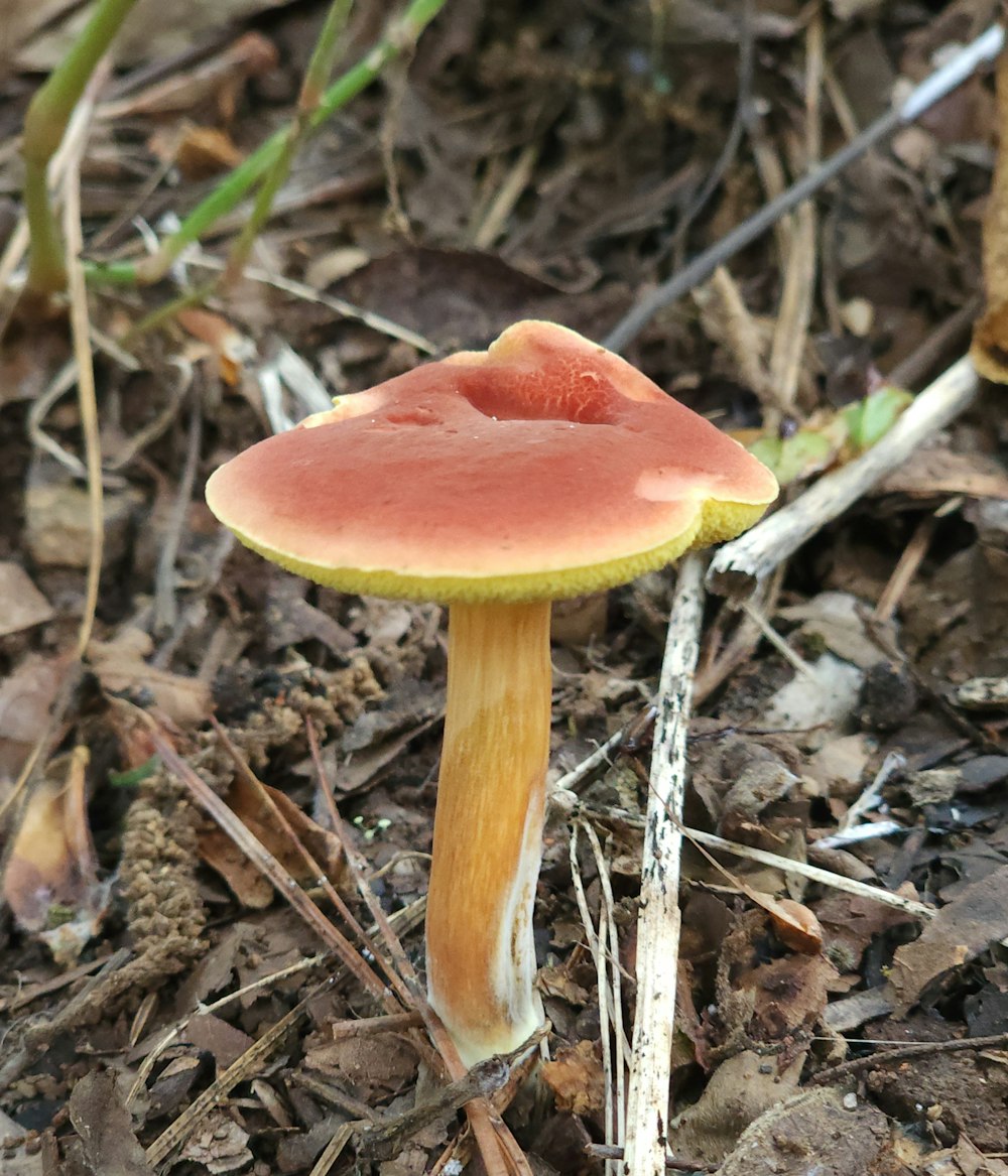 a mushroom growing in the ground