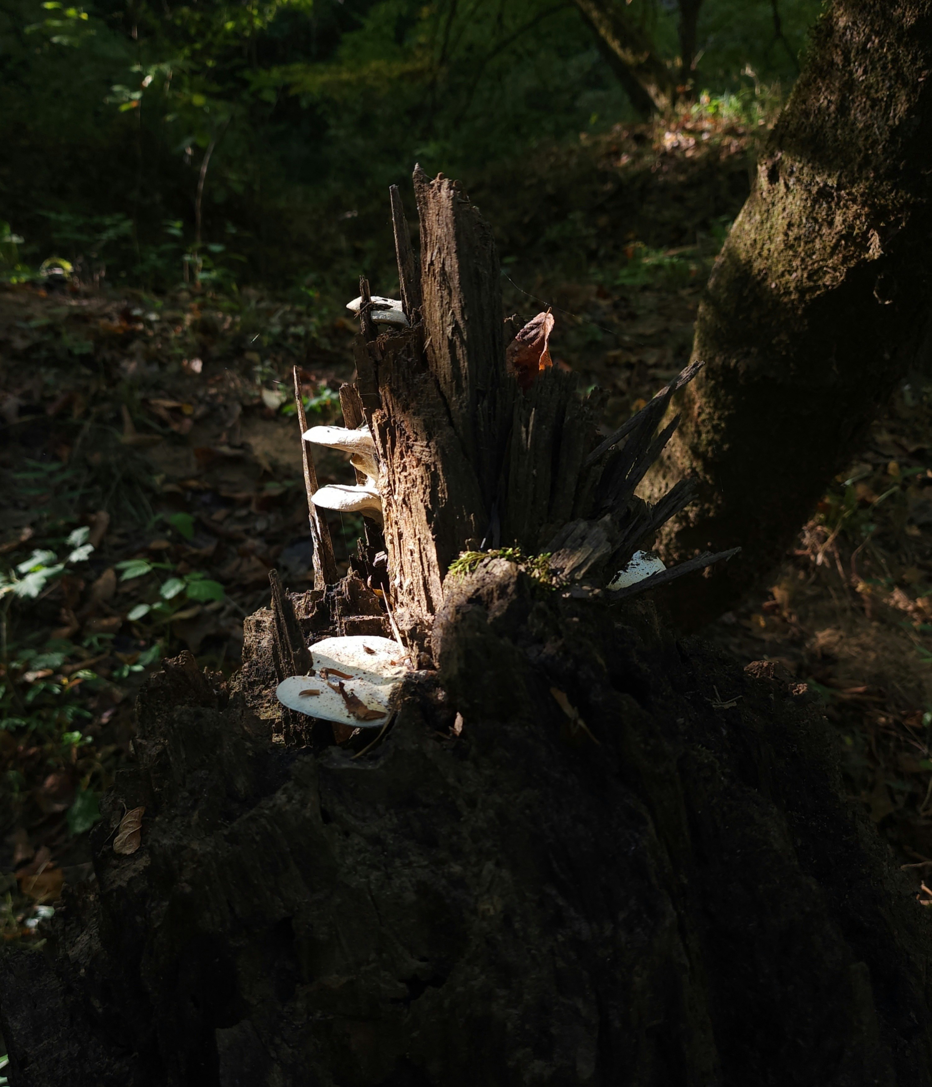 Mushrooms on a nature hike
