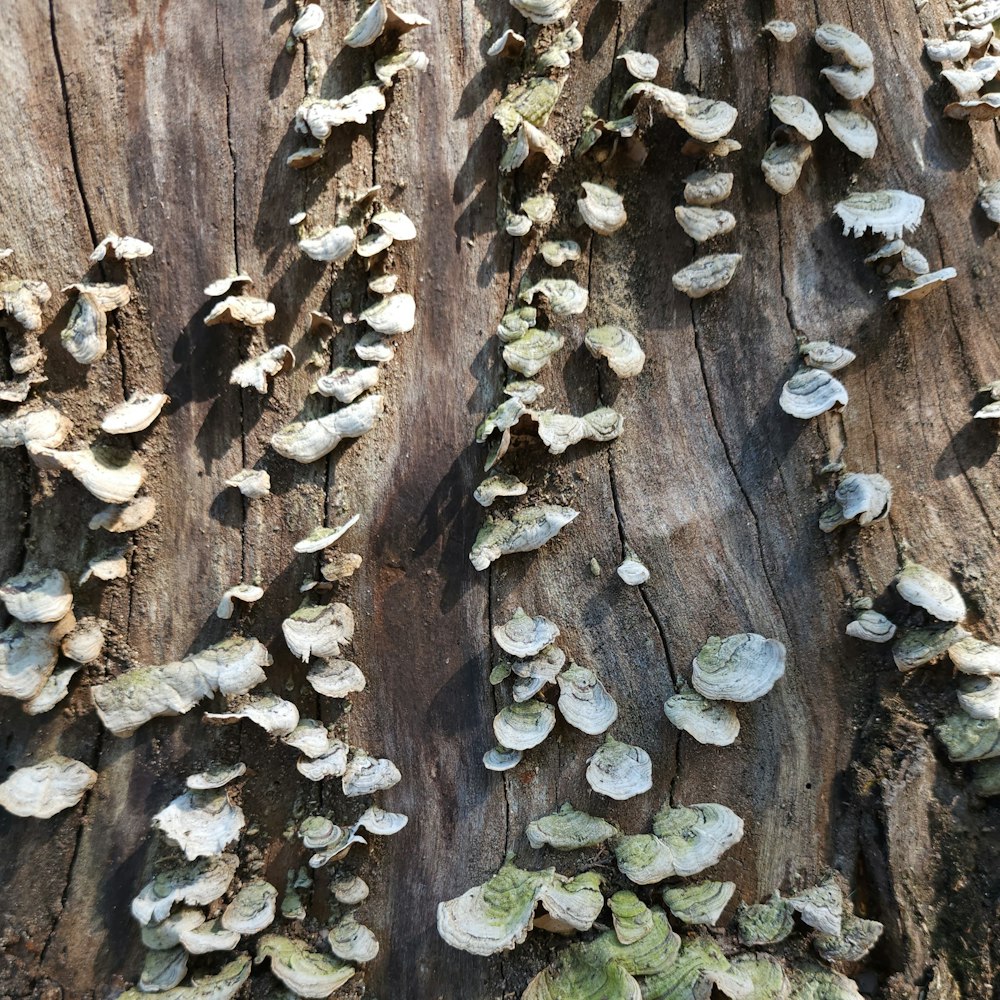 un tronco de árbol con muchas hojas pequeñas