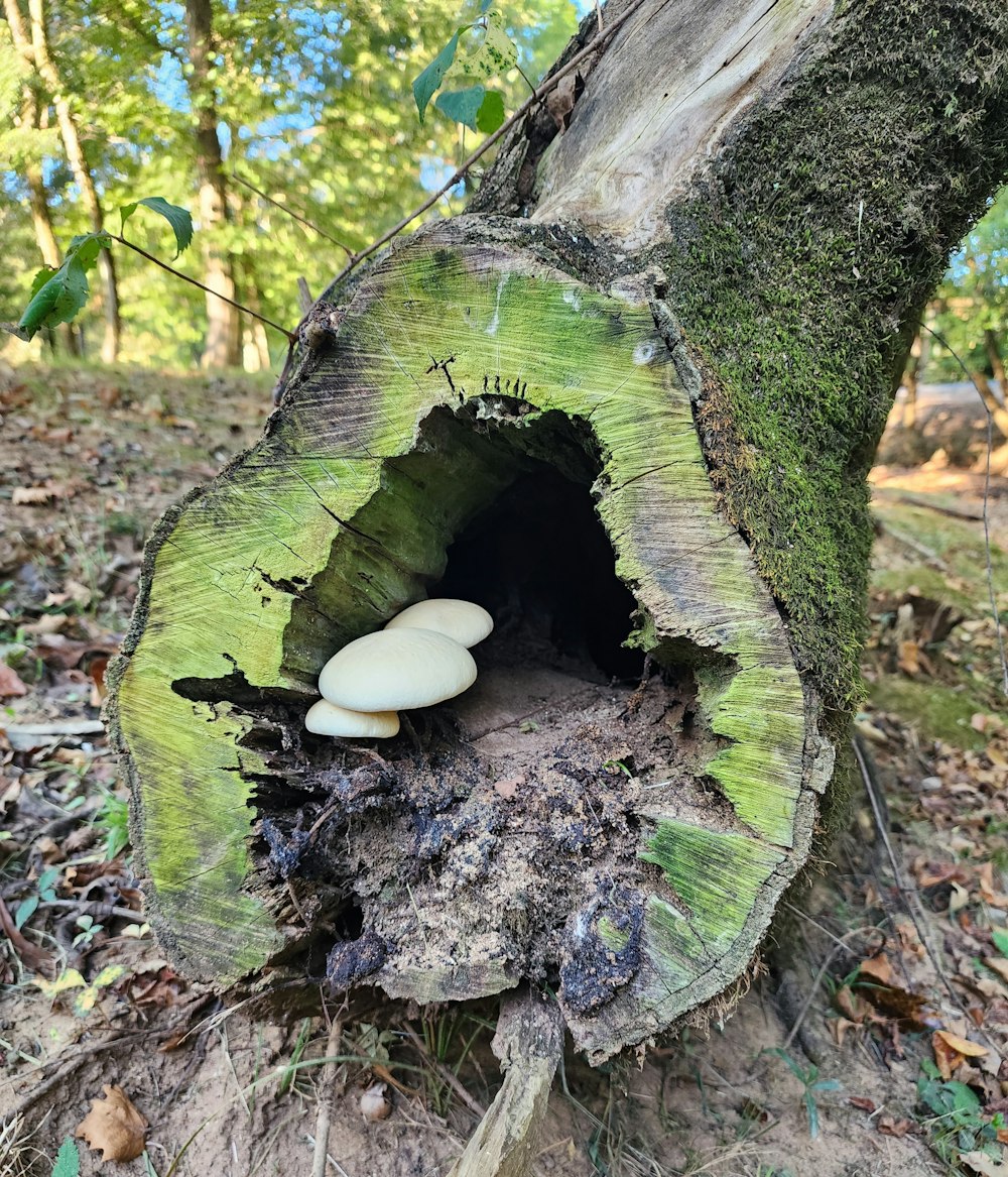 a tree stump with a mushroom growing out of it