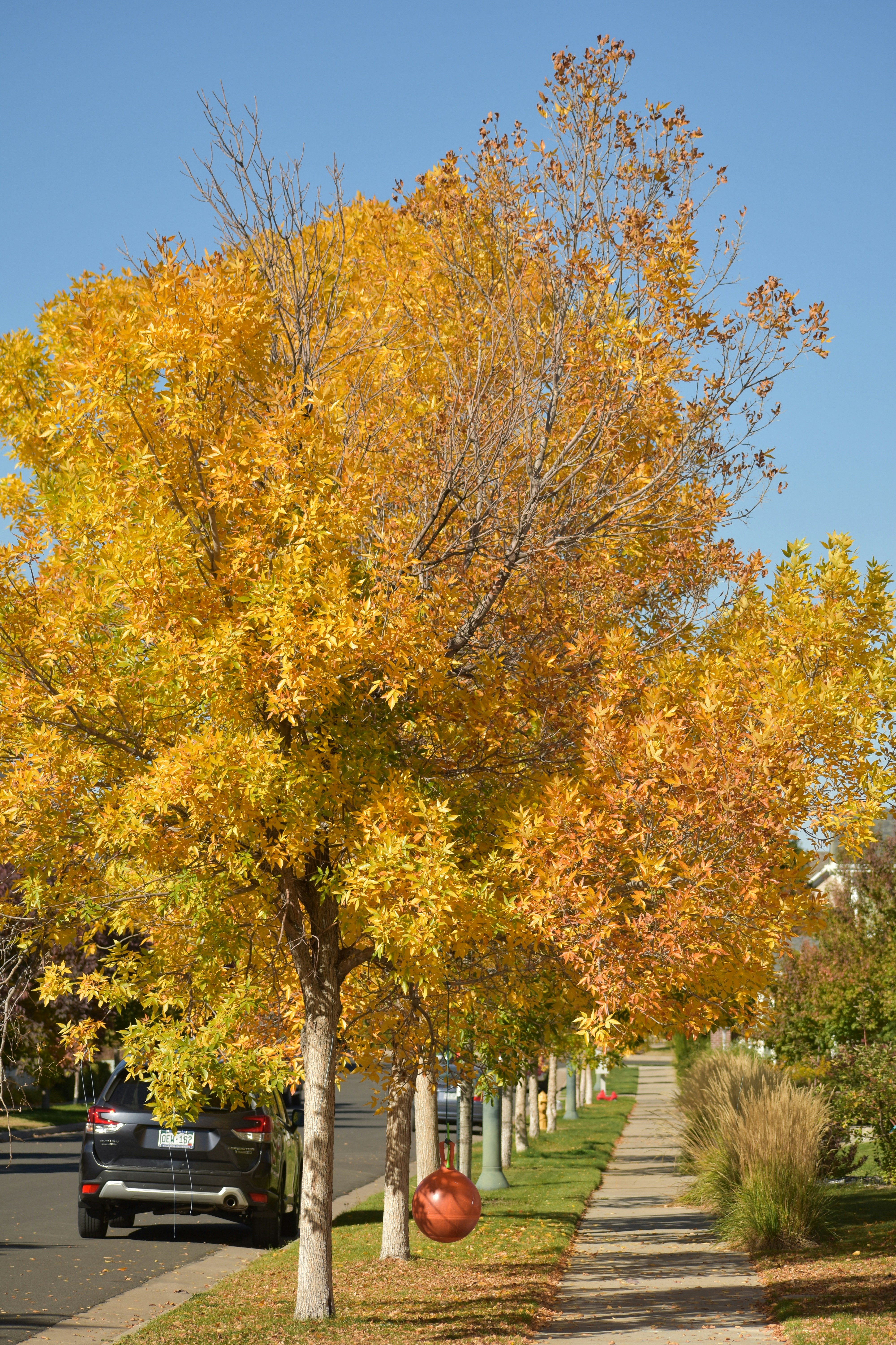 a tree with yellow leaves