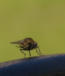 A close-up shot of a small but vibrant horsefly perched boldly on a conference room table.