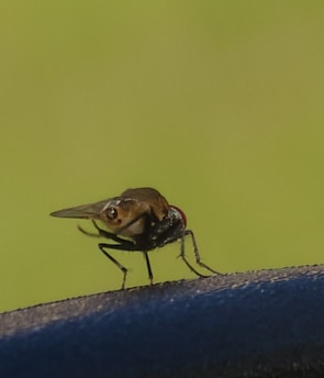 A close-up shot of a small but vibrant horsefly perched boldly on a conference room table.