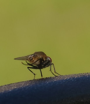 A close-up of a horsefly perched on a conference table, symbolizing strategic irritation.