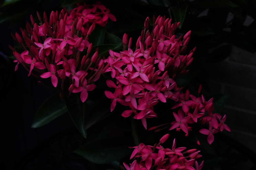 a group of pink flowers