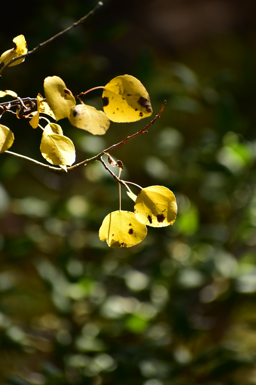 a close up of a tree branch with yellow leaves