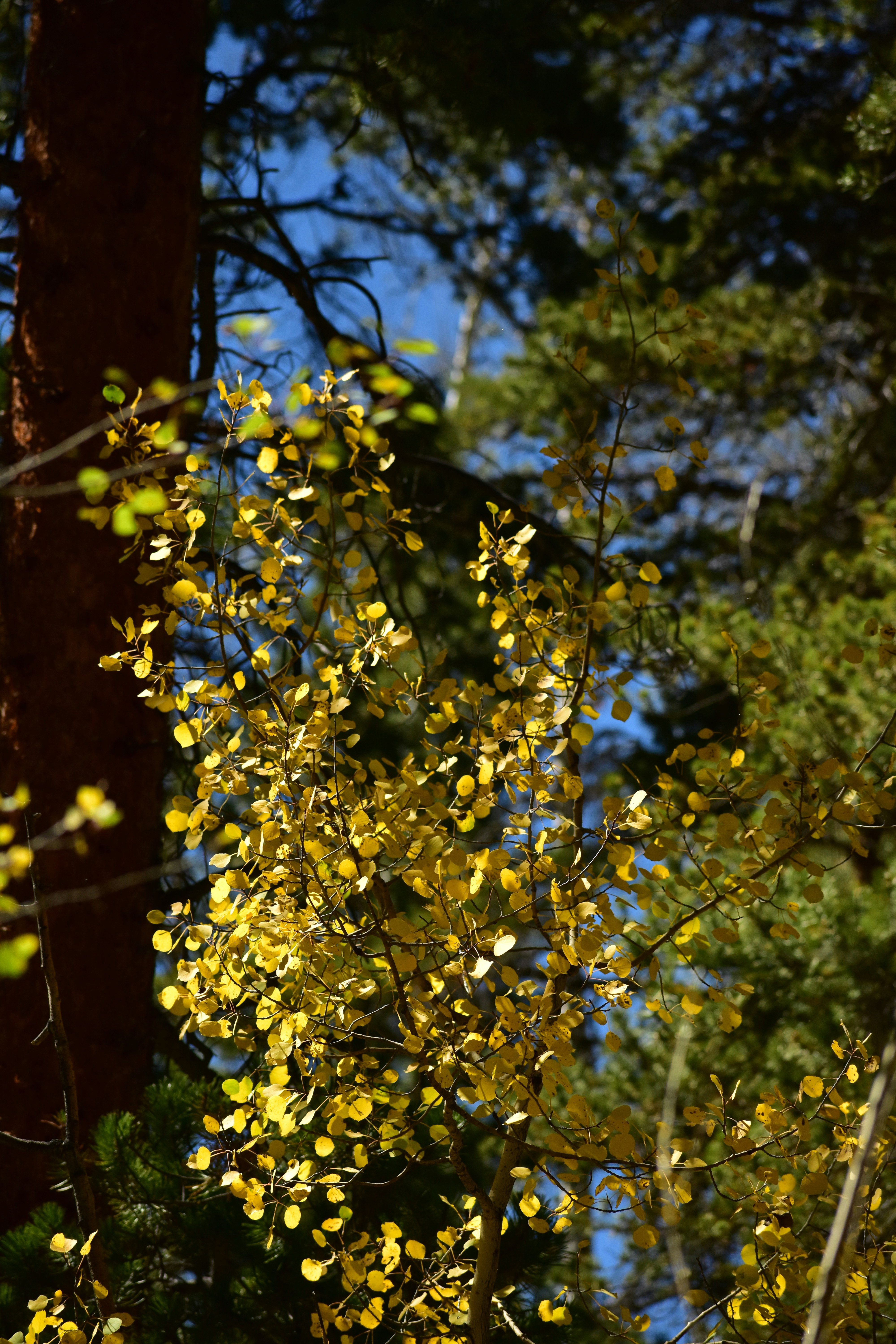 un árbol con flores amarillas