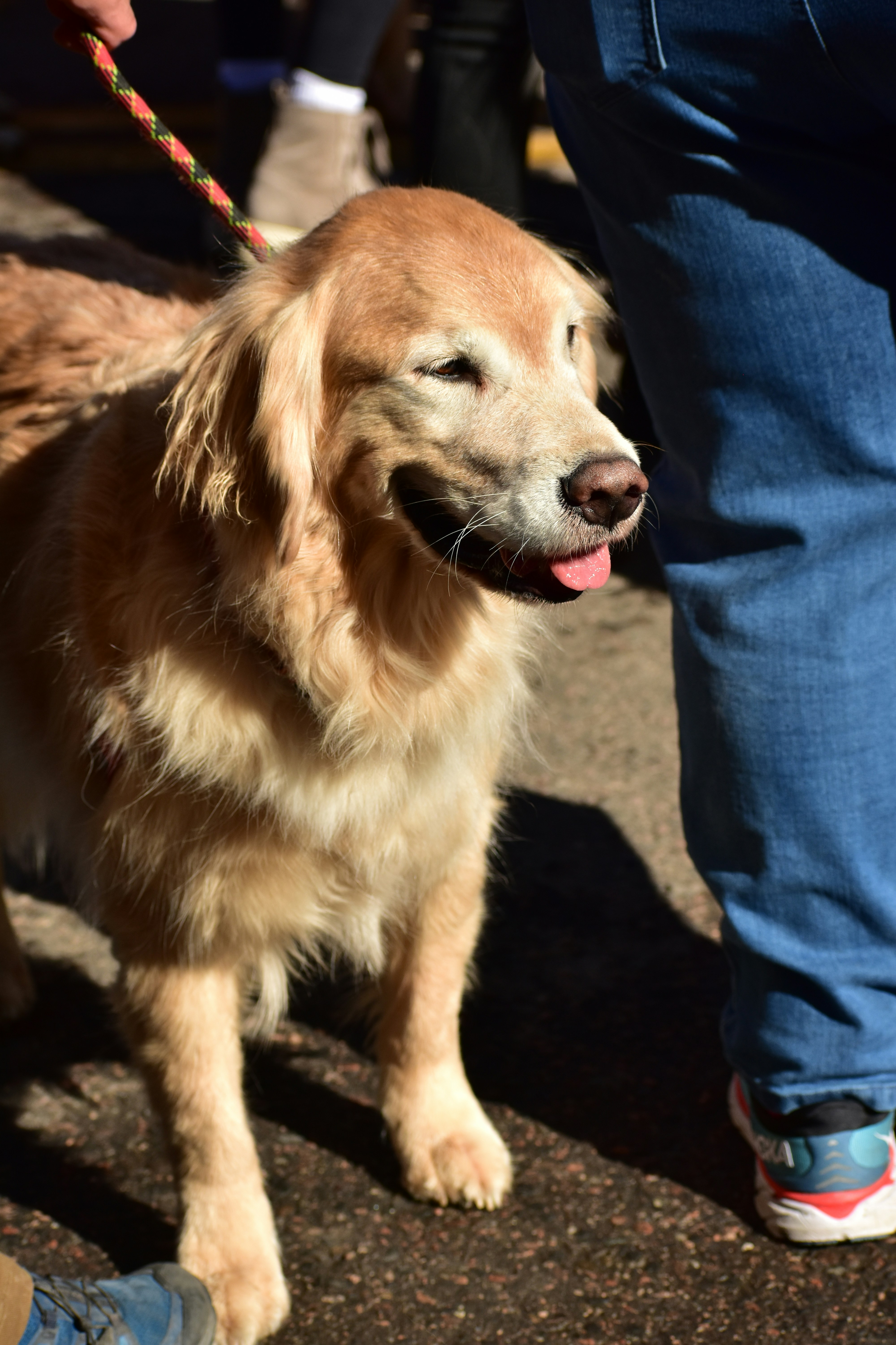 Un perro sentado al lado de una persona