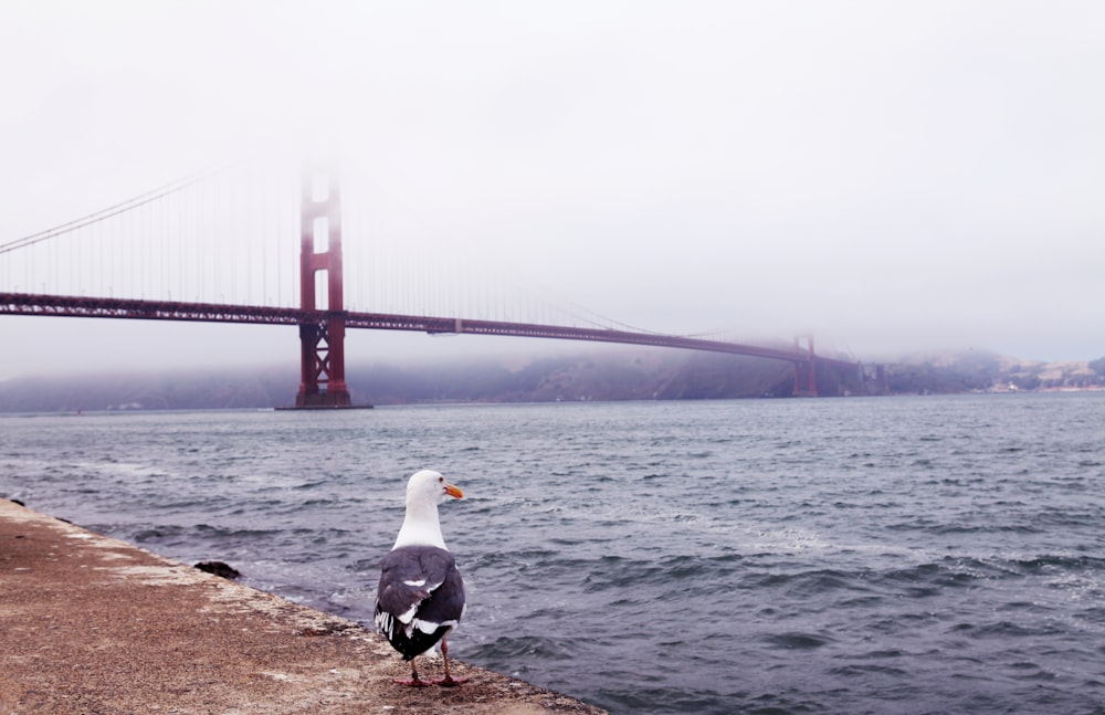 a bird on a beach