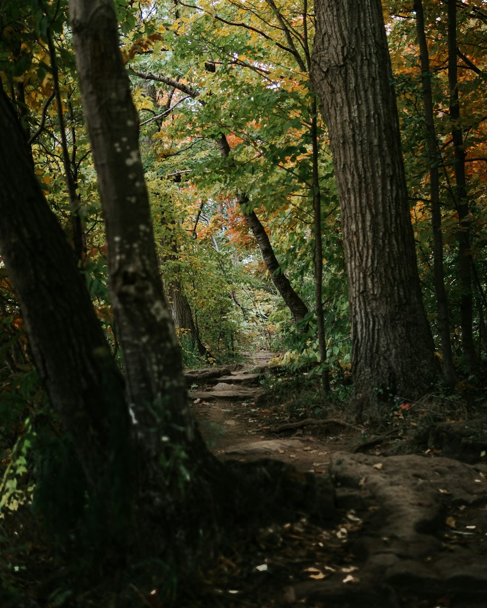 a path through a forest