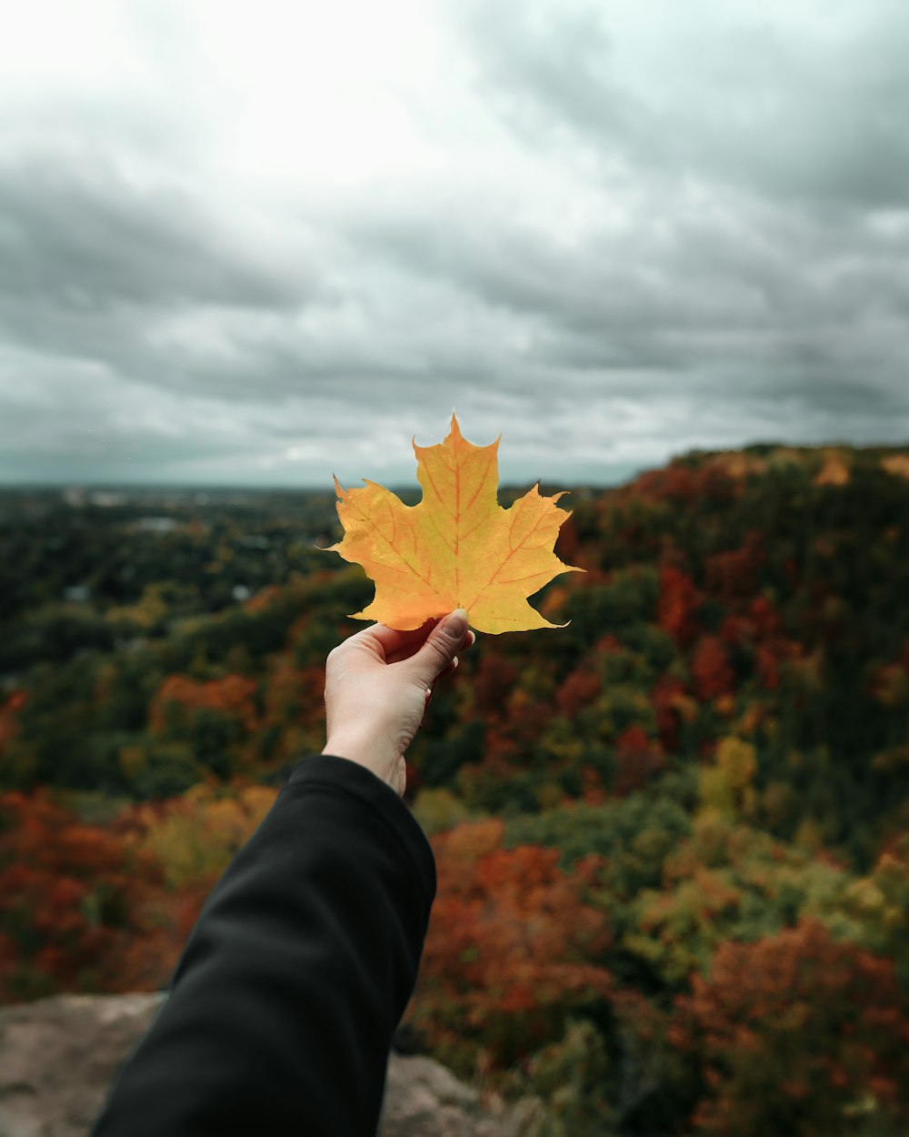 a hand holding a yellow leaf