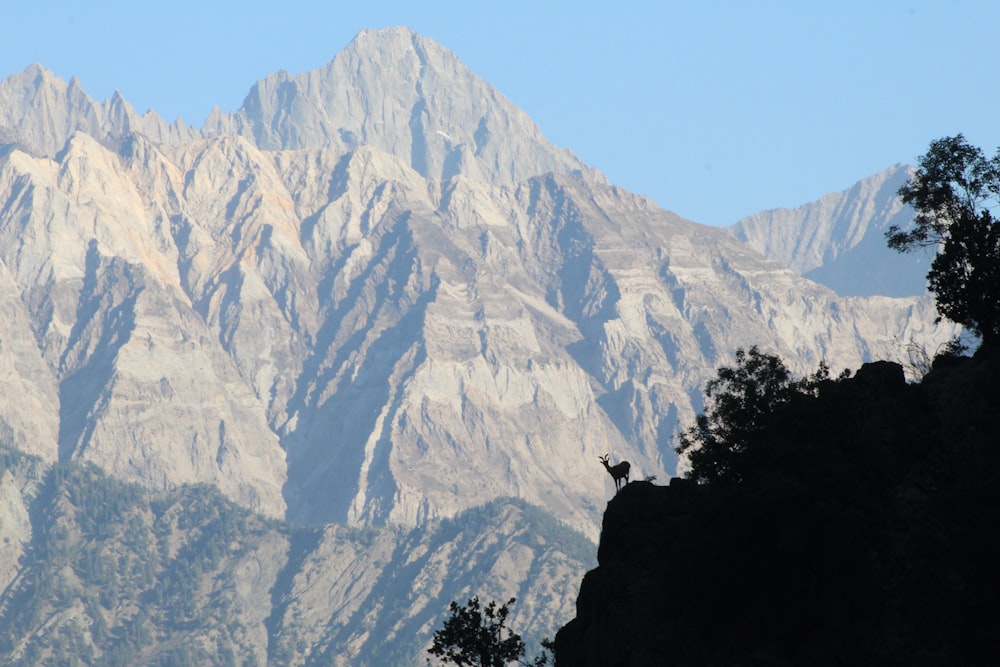 a goat on a mountain