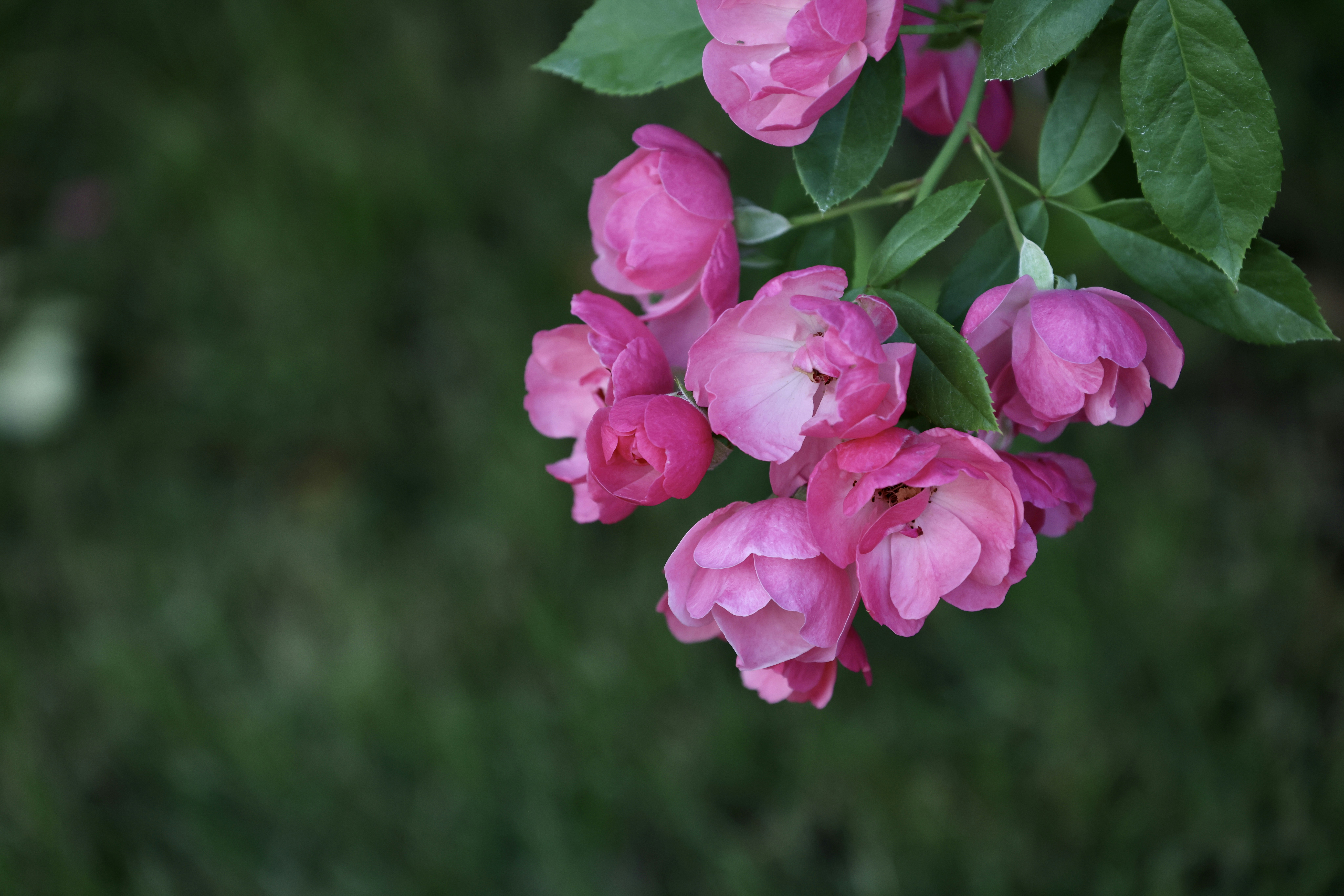 Photo by dickenslin76