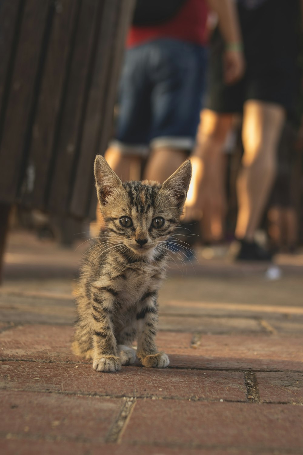 a kitten walking on a sidewalk