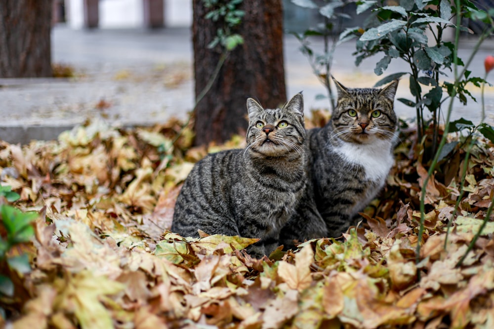 two cats sitting in leaves