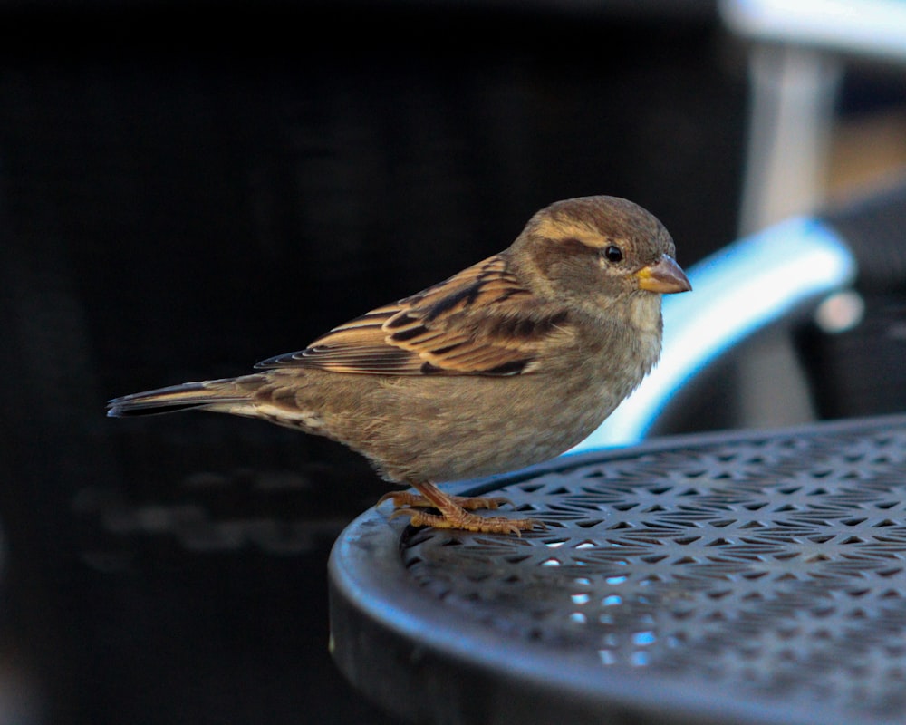 a bird standing on a table