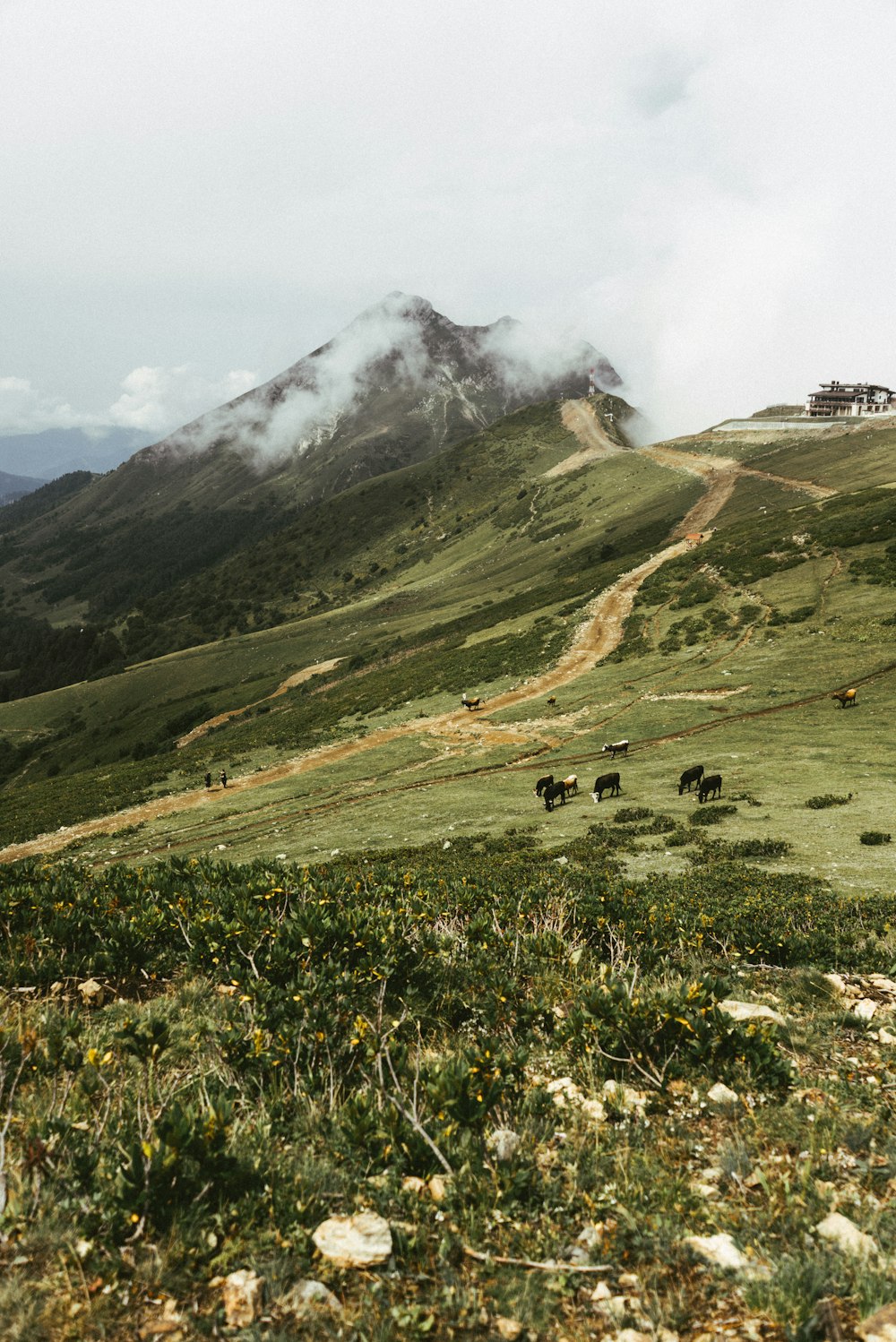 a group of cows grazing on a grassy hill