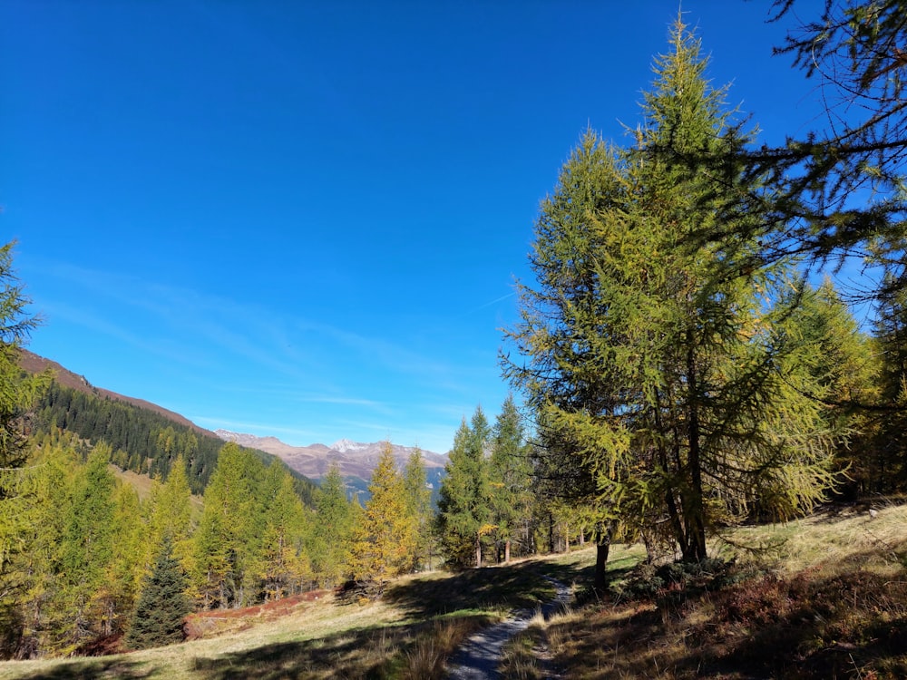 Un chemin de terre avec des arbres sur le côté et des montagnes en arrière-plan