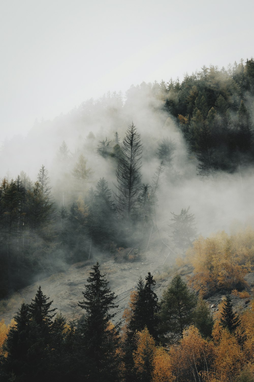 a forest with fog