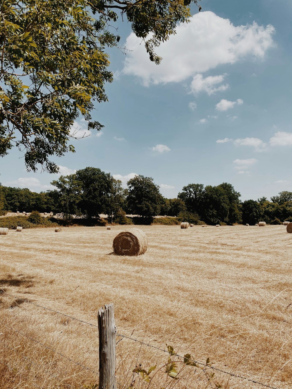 a field with a fence and trees in the background