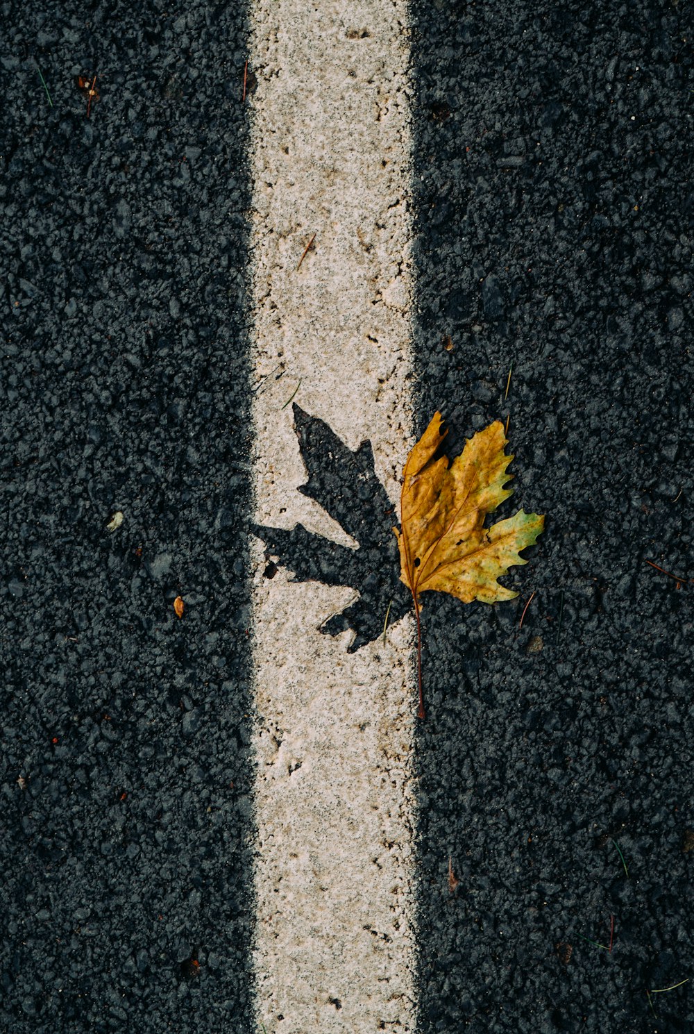 a yellow leaf on a concrete surface