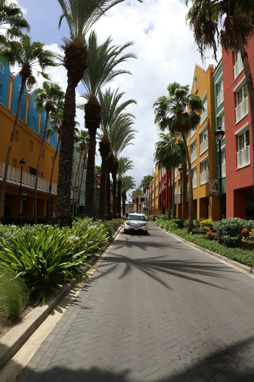 uma rua com palmeiras e edifícios