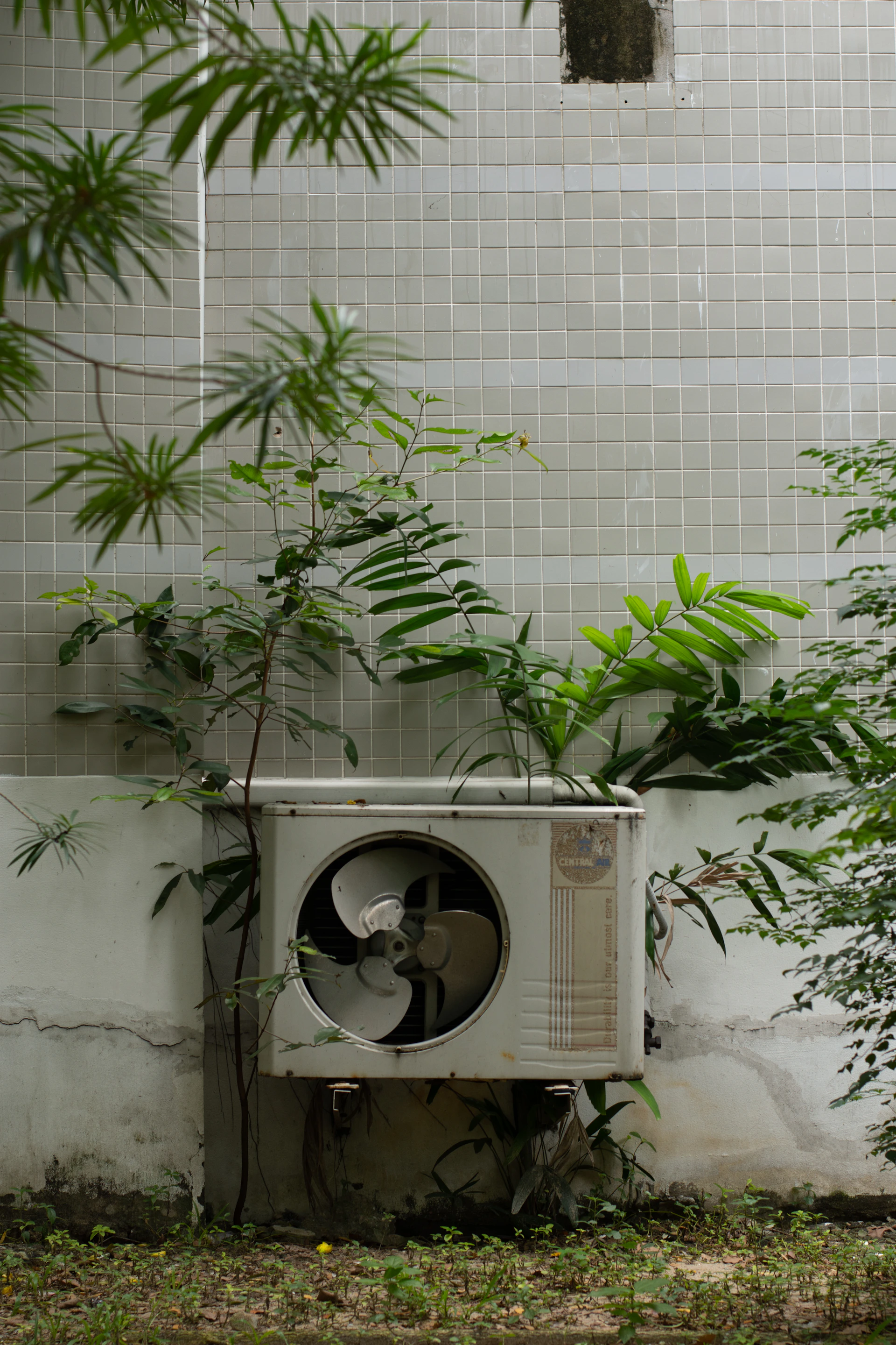 a planter outside with a plant growing out of it