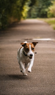 a dog running on a road