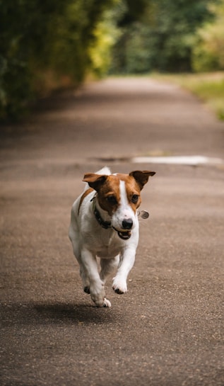 a dog running on a road