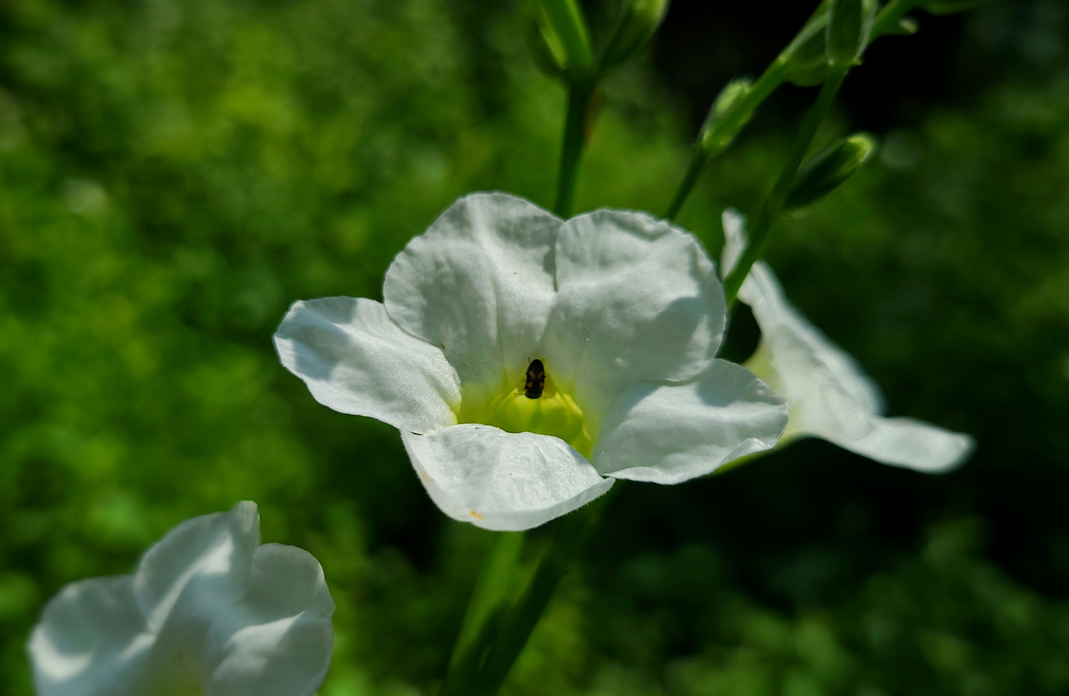 Photo by nickcardoso