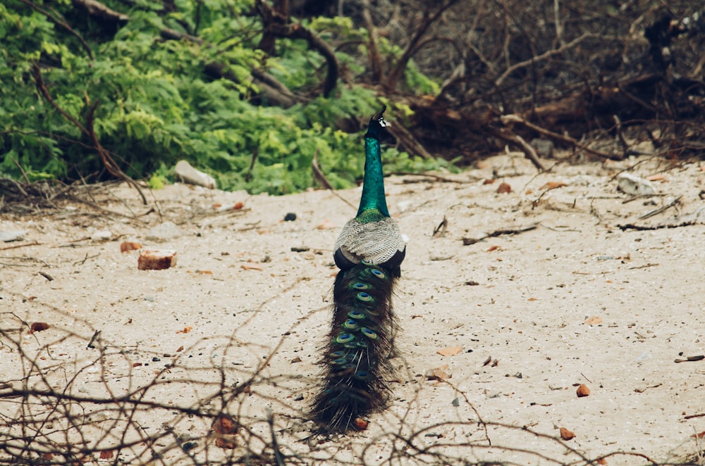 a peacock standing on sand