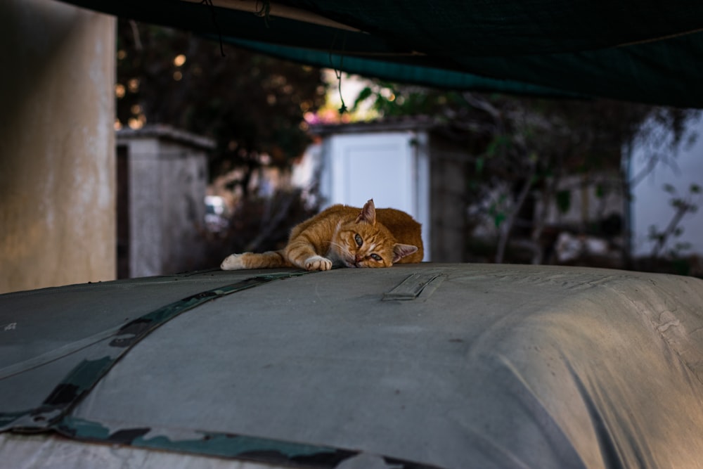 a cat lying on a roof