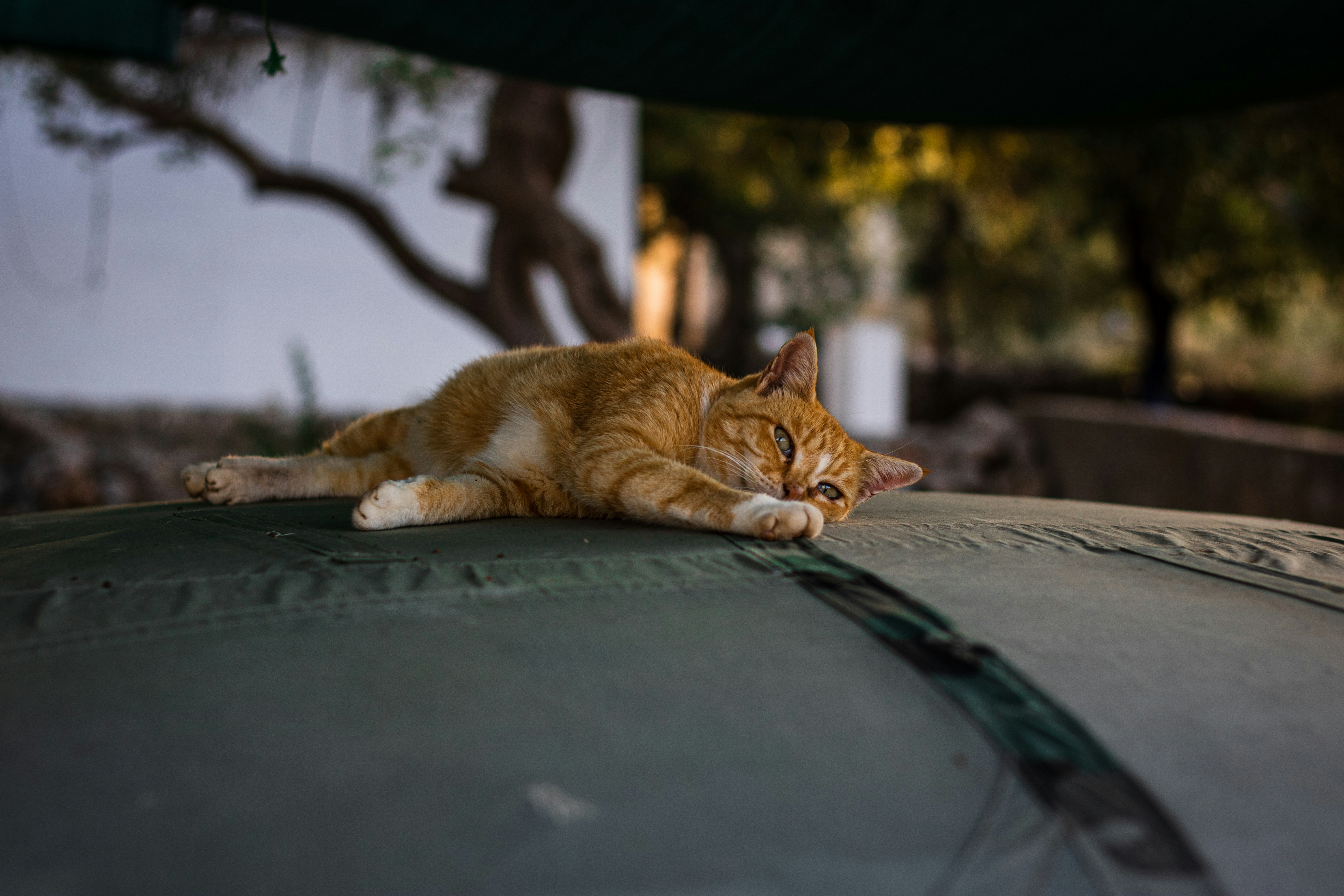 Signs Your Cat Just Needs a Little Space (image credits: unsplash)