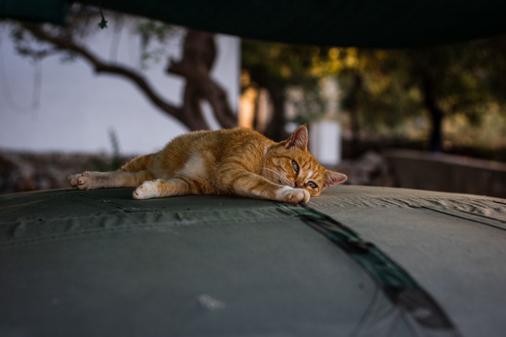 a cat lying on a car