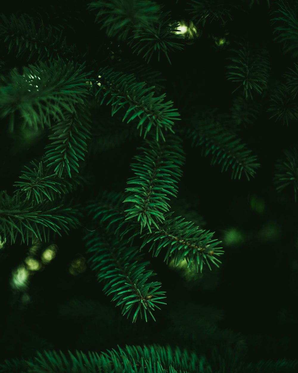 a close up of a tree