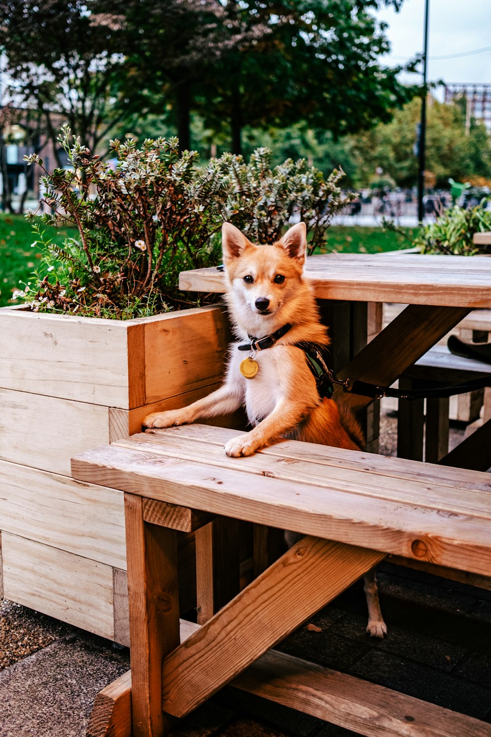 a dog sitting on a bench