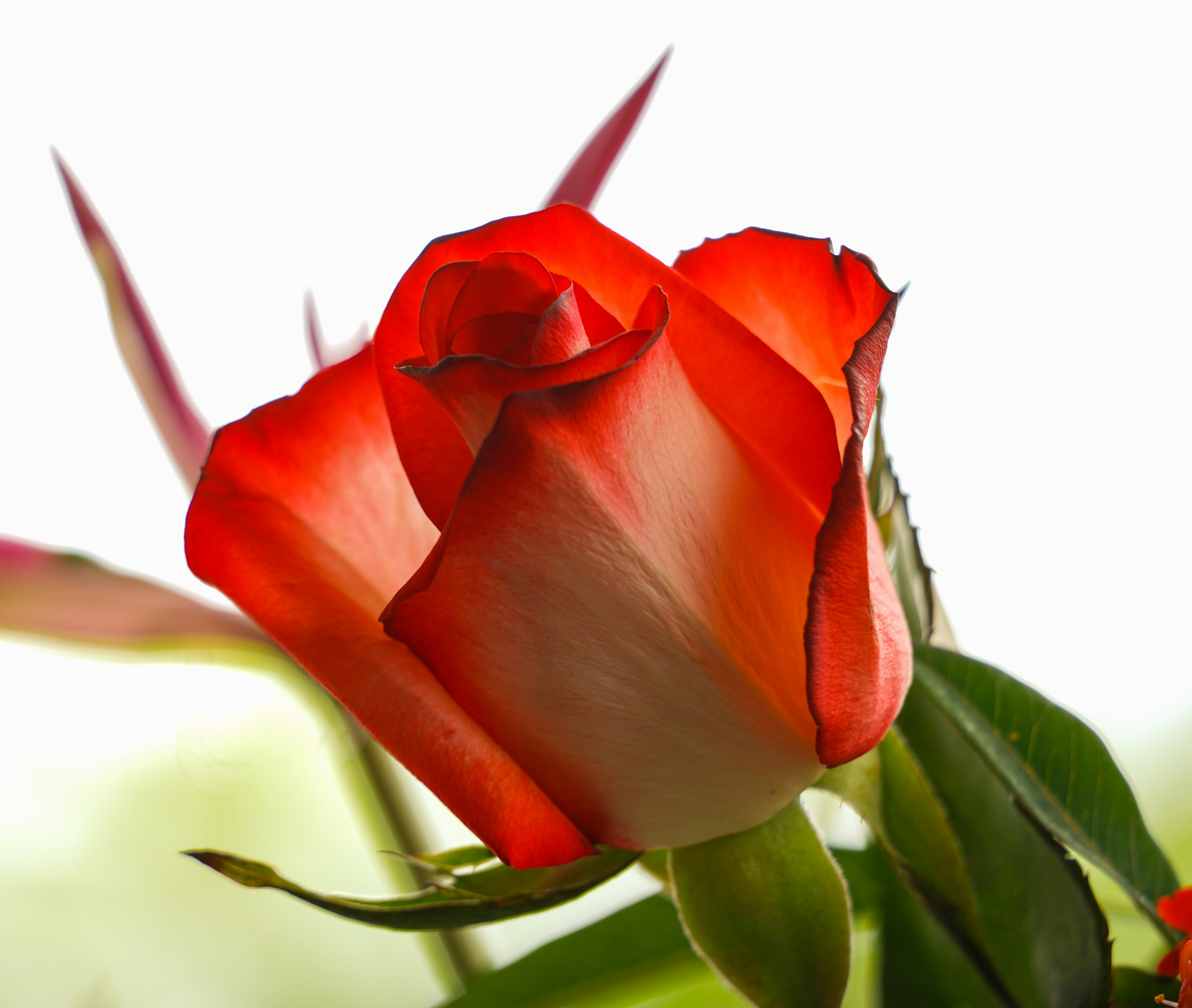 Good Afternoon Greetings: Heartfelt Wishes to Brighten Day