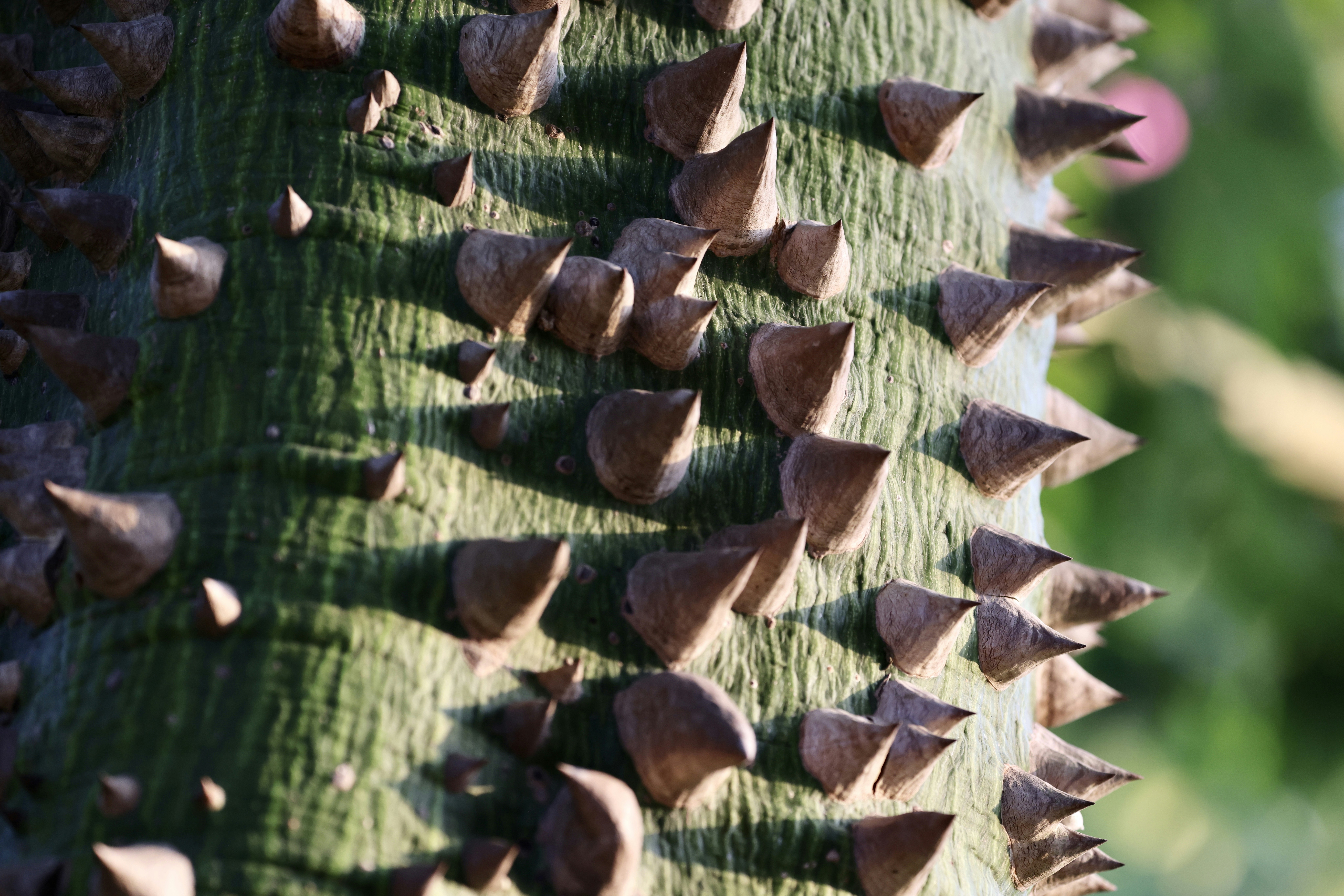 Pickleball court with skinny singles boundaries marked by cones, demonstrating pro training drill layout