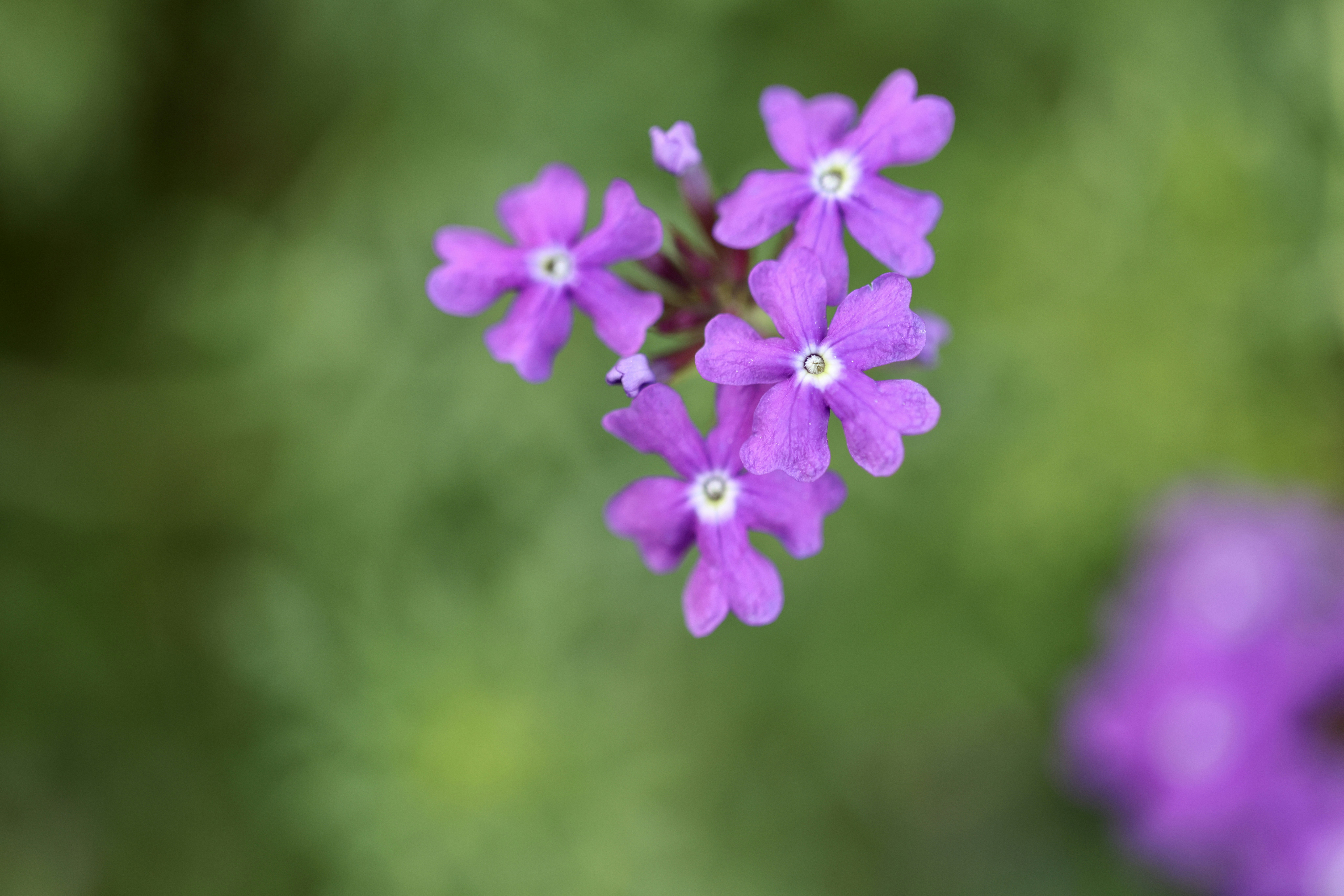 Photo by dickenslin76