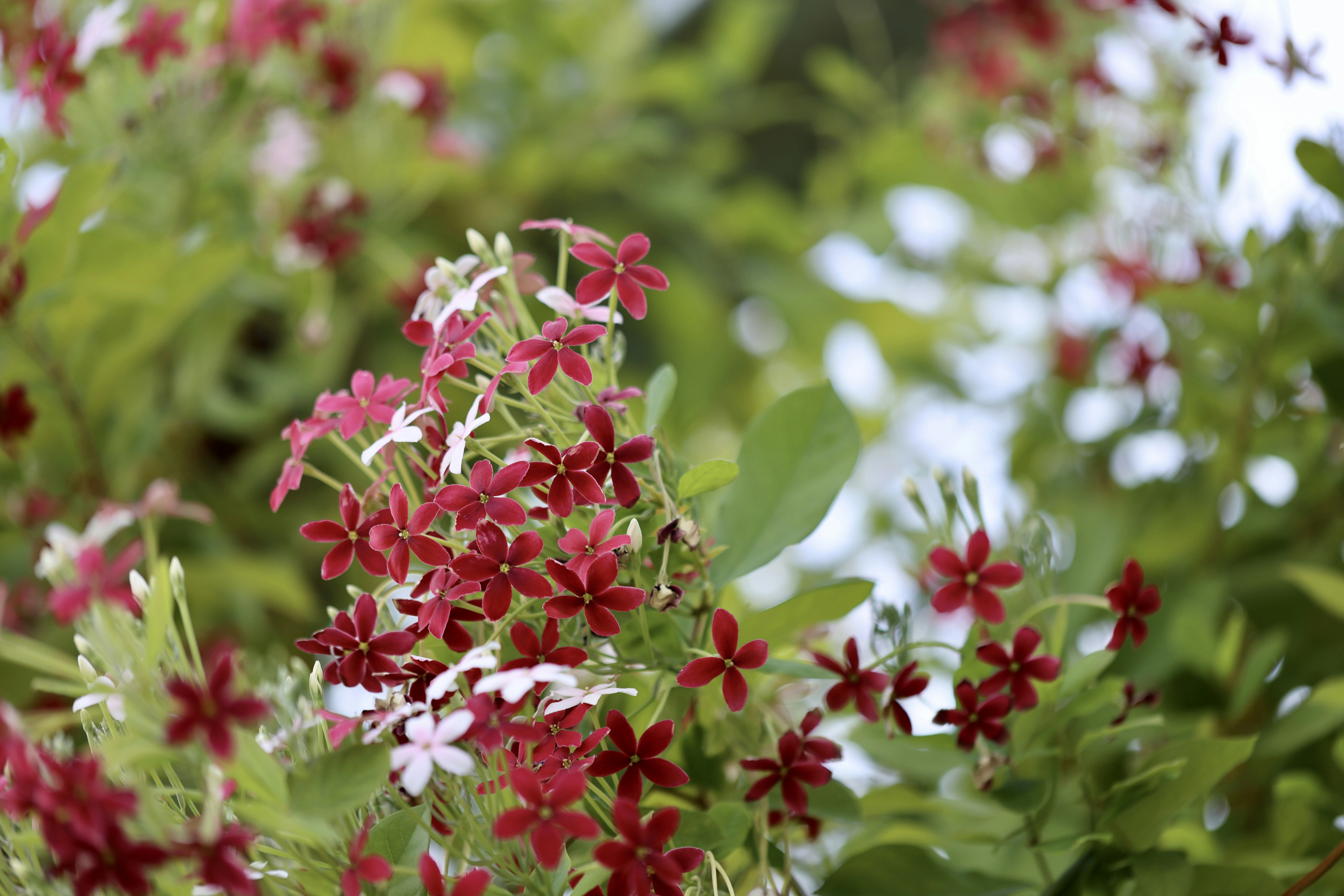 Photo by dickenslin76