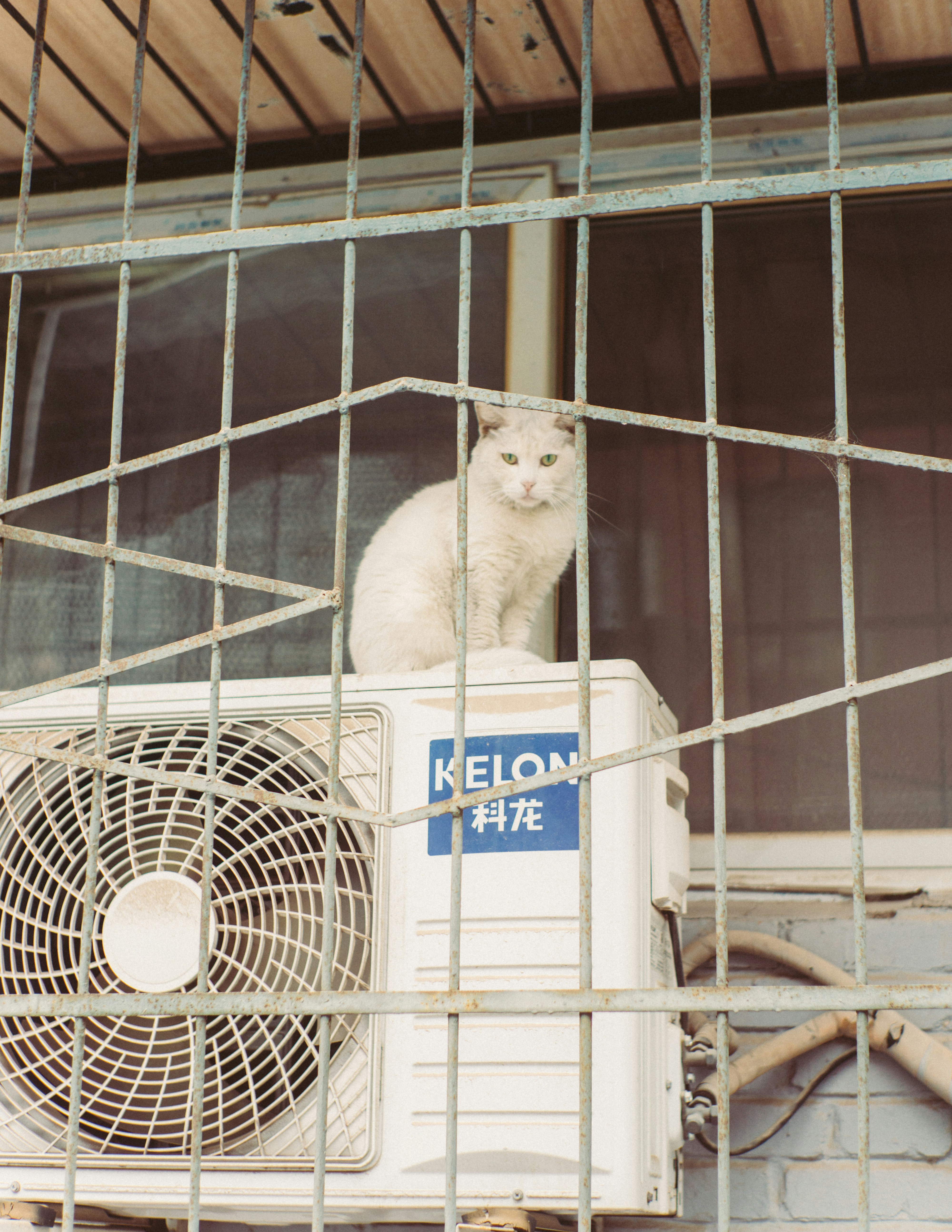 ¿Cómo refrescar a tu gato este verano?