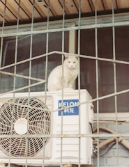 A white cat is perched on top of an outdoor air conditioning unit, surrounded by a metal cage or grating. The unit has a label with blue text. The background shows a window or building facade.