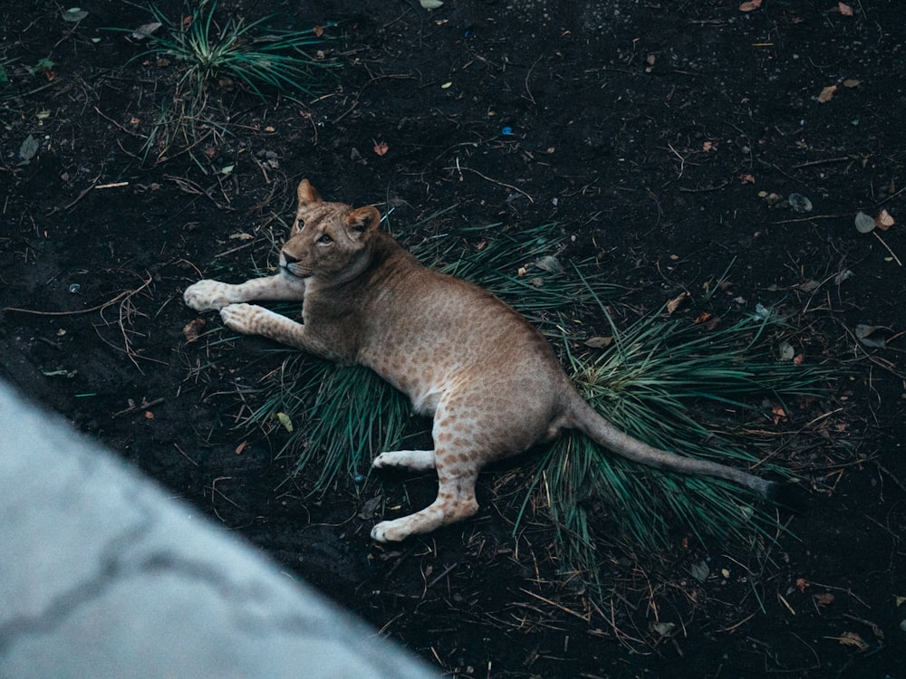 a cat lying on the ground