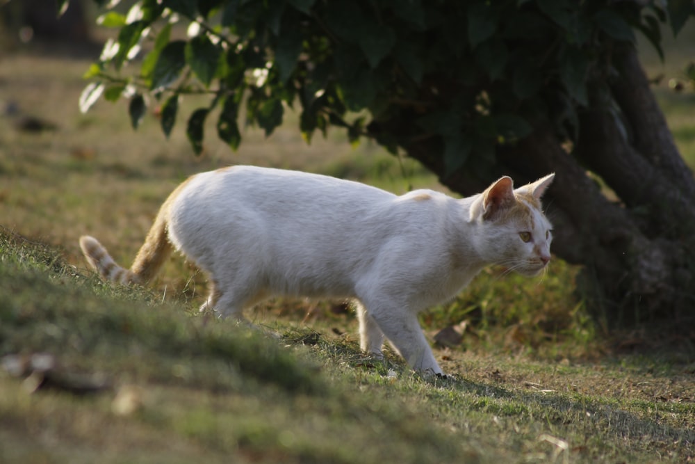 a white cat walking on grass