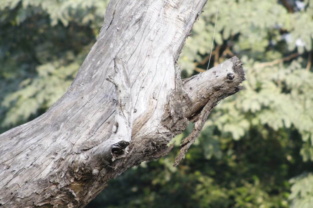 a tree branch with many small holes in it